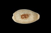 藏品(愛龍寶螺)的圖片